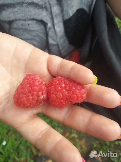 Саженцы плодовых деревьев