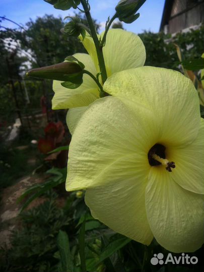 Гибискусы семена и саженцы