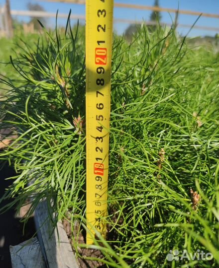 Сосна лесовосстановление