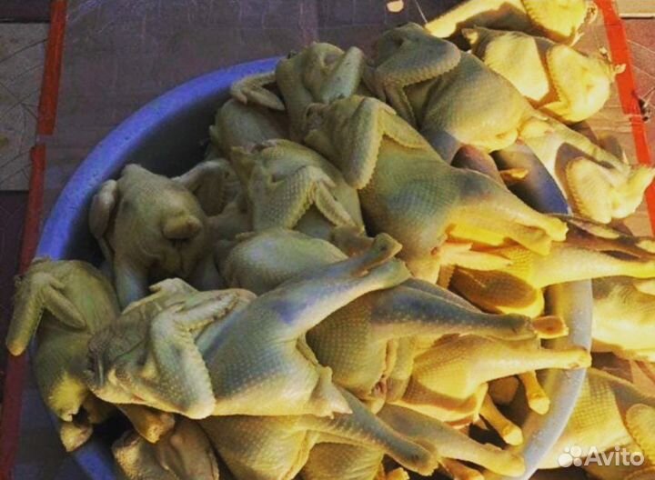 Домашние Отборные куры