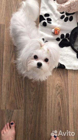 Щенки мальтезе мини