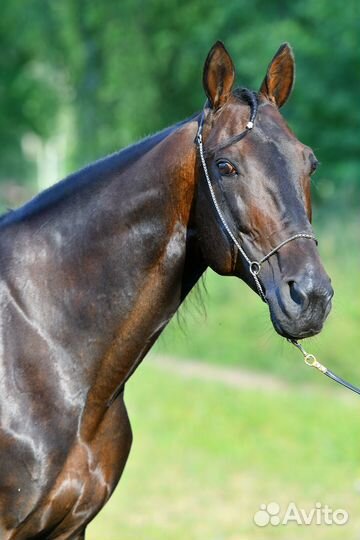 Продам рысаков