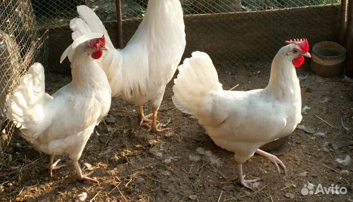 Куры несушки