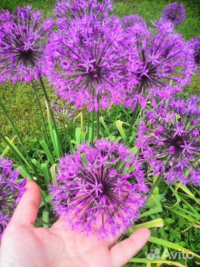 Декоративный лук Аллиум