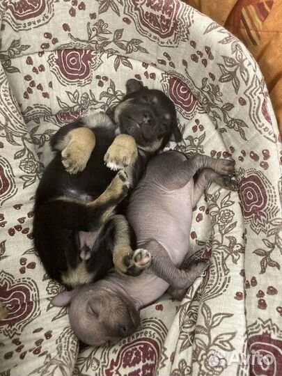 Щенки мексиканской голой (ксолоитцкуинтли)