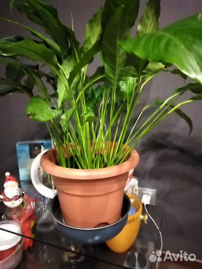 Спатифиллум