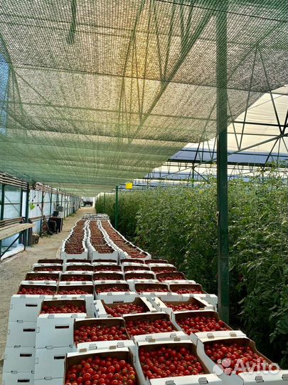 Тепличный комплекс