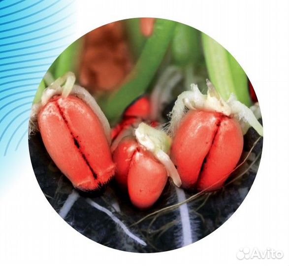 Протравитель Хет-Трик опт от 50л