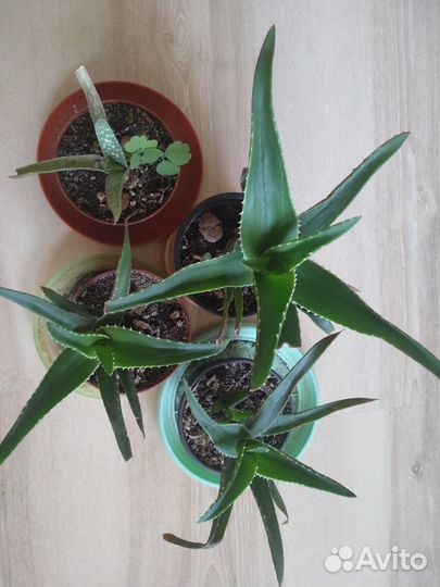 Алое вера лечебное растение