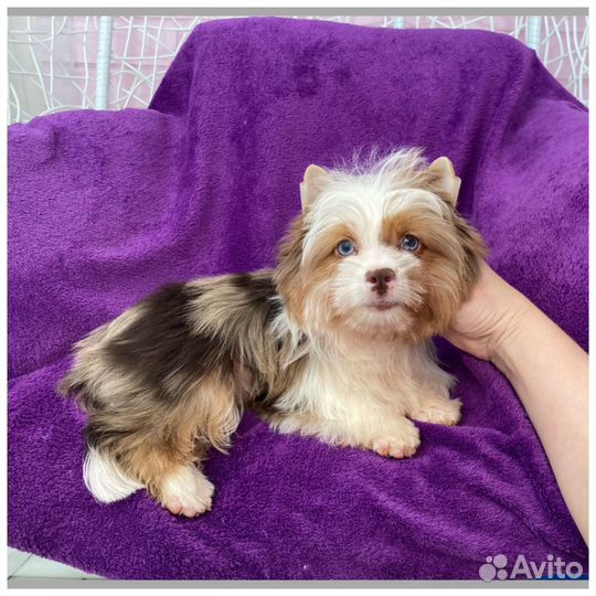 Мерле йорк голубоглазая леди