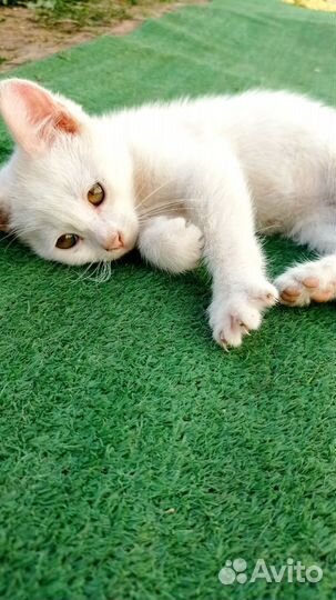 Белый котёнок мальчик