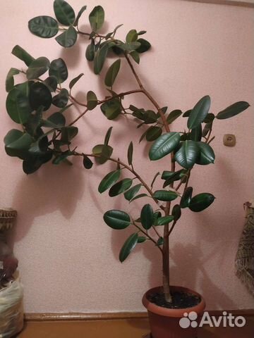 Фикус каучуконосный большой