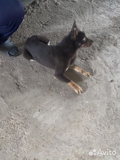 Сабака келпи