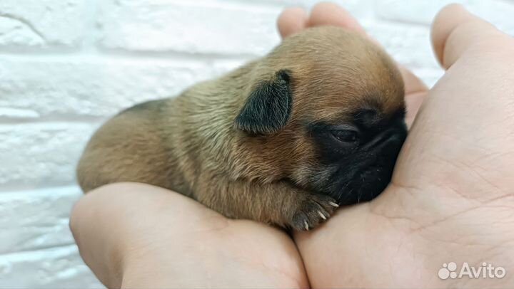 Французский бульдог