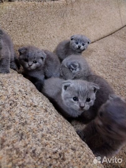 Шотландские вислоухие котята