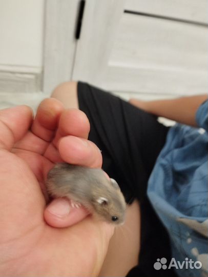 Джунгарский хомяк