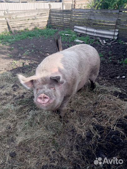 Ландрас+белая