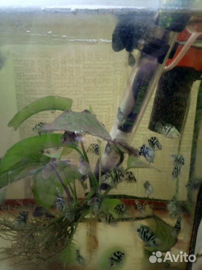 Тигровый попугай (Цихлида)