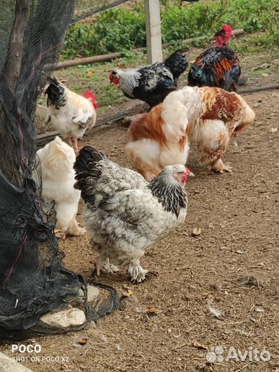 Инкубационное яицо