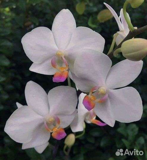 Хатуюки редкий сорт