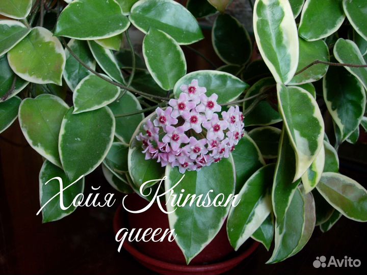 Хойя алдричи, хеускелиана, карноза, мультифлора др