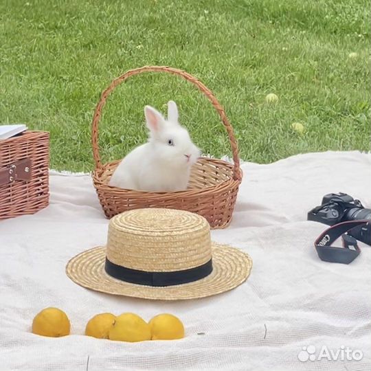 Аренда дракона и других животных, зоопарк