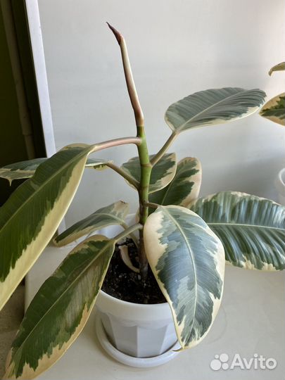 Фикус эластика тинеке