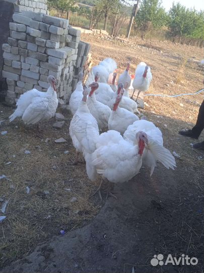 Индюки подрощенные