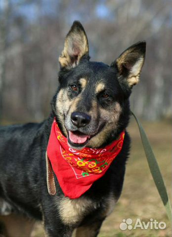 Макс. Собака-компаньон. Очень нуждается в человеке