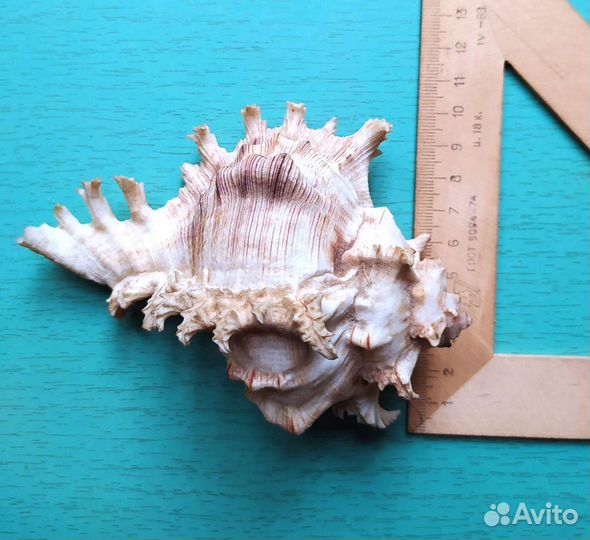 Ракушки морские