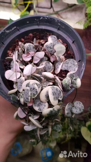 Комнатные растения