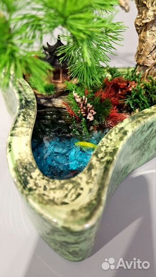 Продам Бонсай