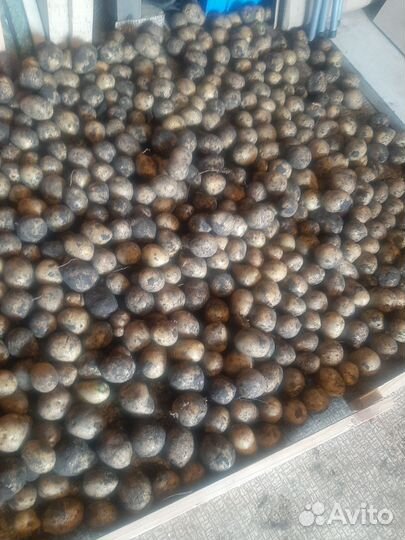 Картофель мелкий