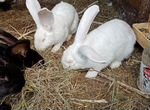 Кролики порода Ризен