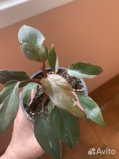 Филодендрон розовая принцесса