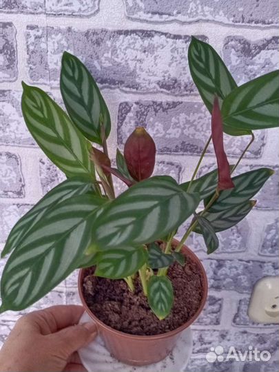 Калатея, ктенанта оппенгейма, амагрис