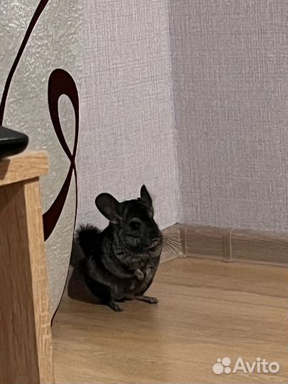 Шиншилла