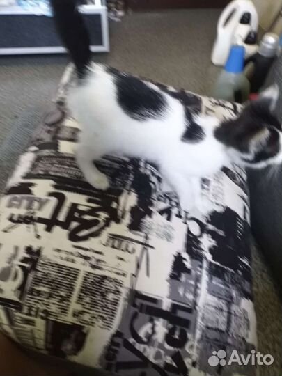 Очаровательный мальчишка в добрые руки