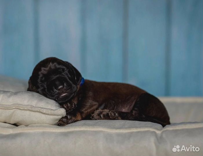 Баварская горная гончая/ щенки