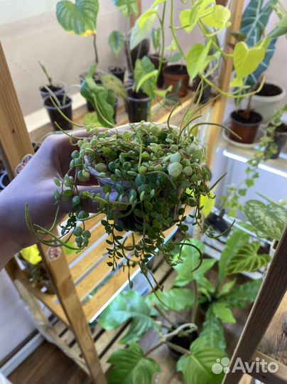 Эпипремнум пиннатум вариегатный