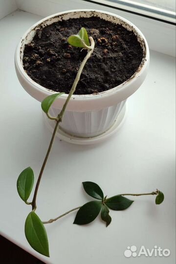 Цветок Хойя