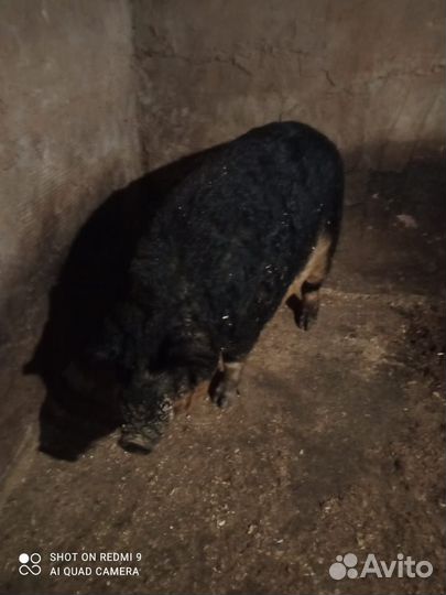 Мангалица хряк