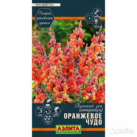 Львиный зев Оранжевое чудо