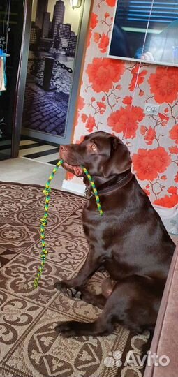 Шоколадный лабрадор