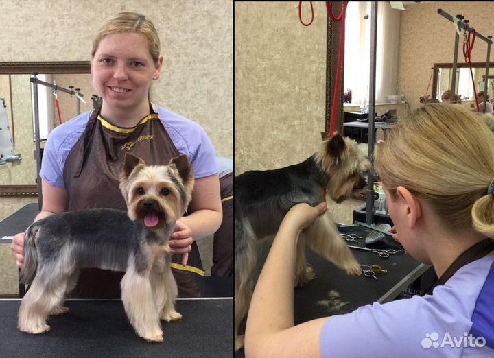 Груминг стрижка собак