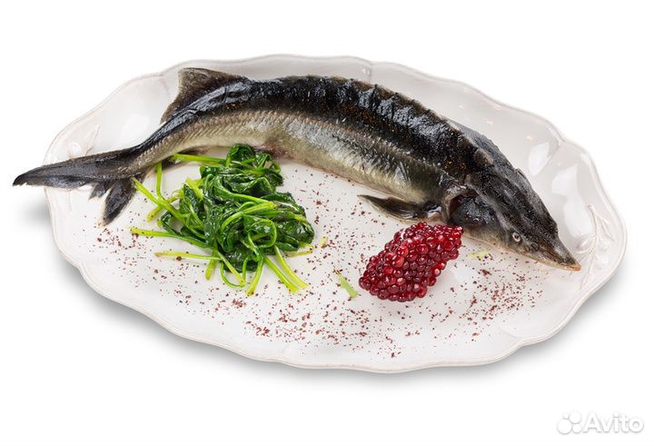 Живая царская рыба оптом с доставкой