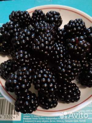 Ежевика, Кизил