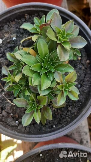 Арабис. Флокс