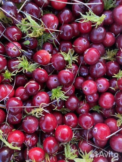 Ягоды клюквы