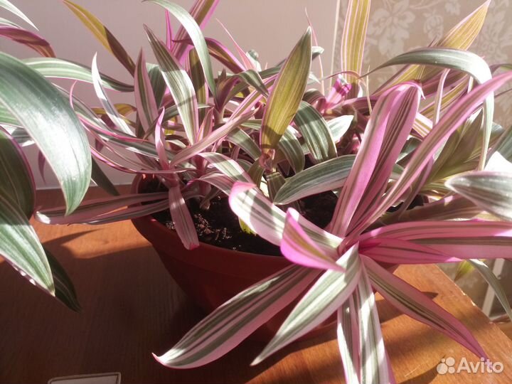 Рэо красивый Оберег